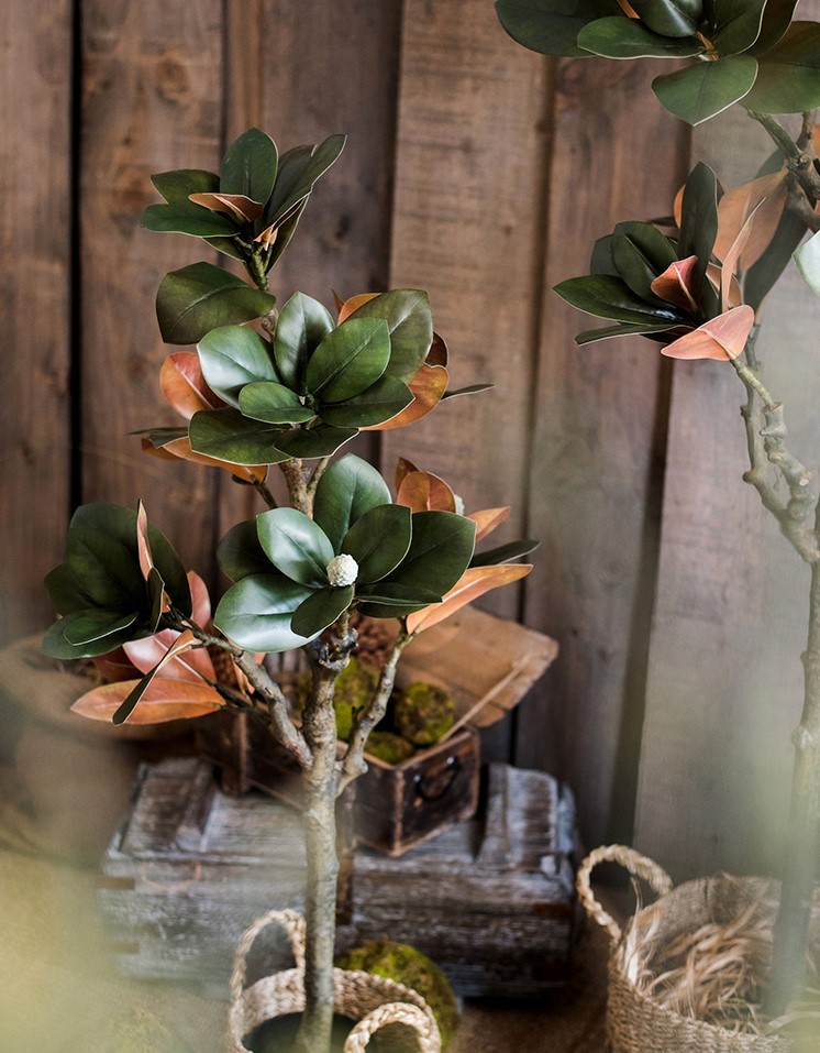 Cây đa búp đỏ giả