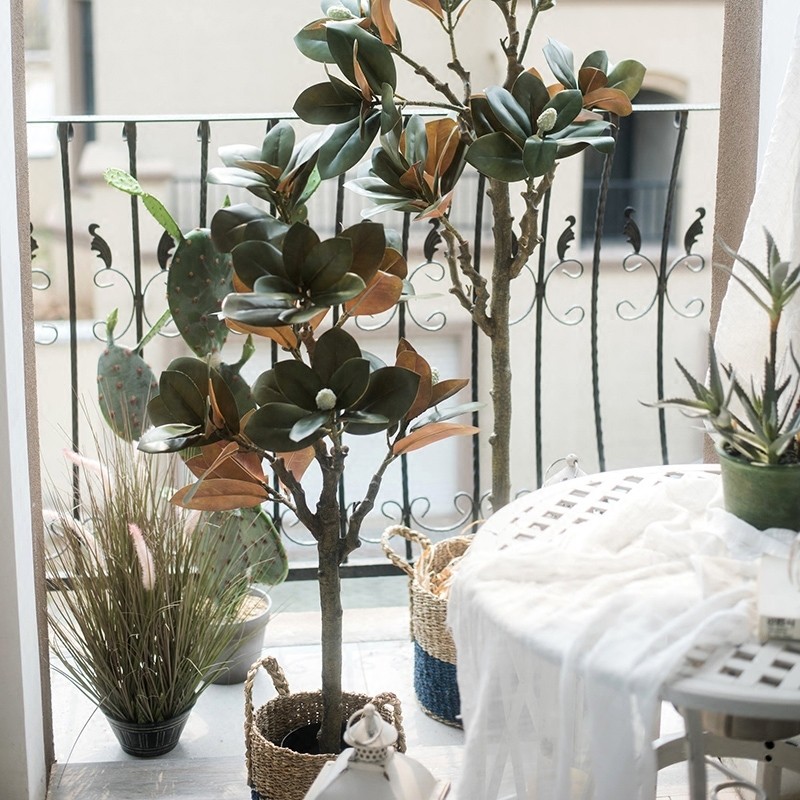 Cây đa búp đỏ giả