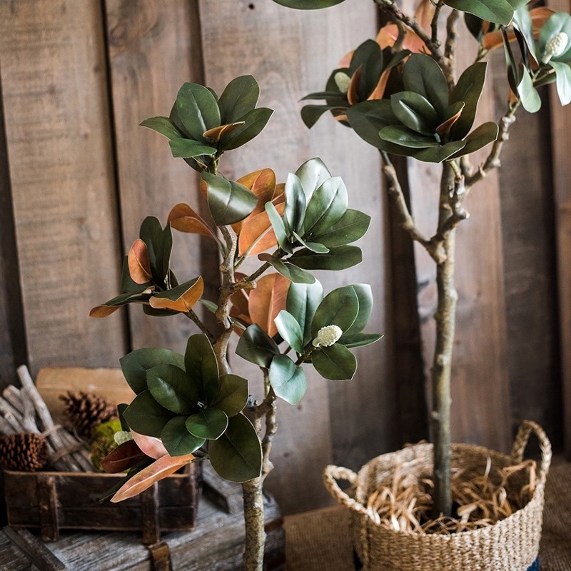 Cây đa búp đỏ giả