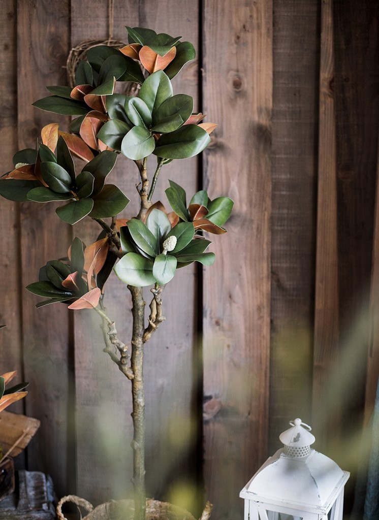 Cây đa búp đỏ giả