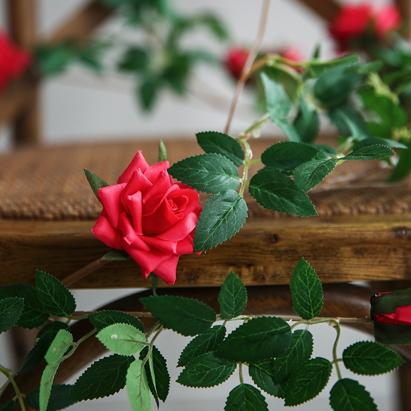Dây hoa hồng leo trang trí