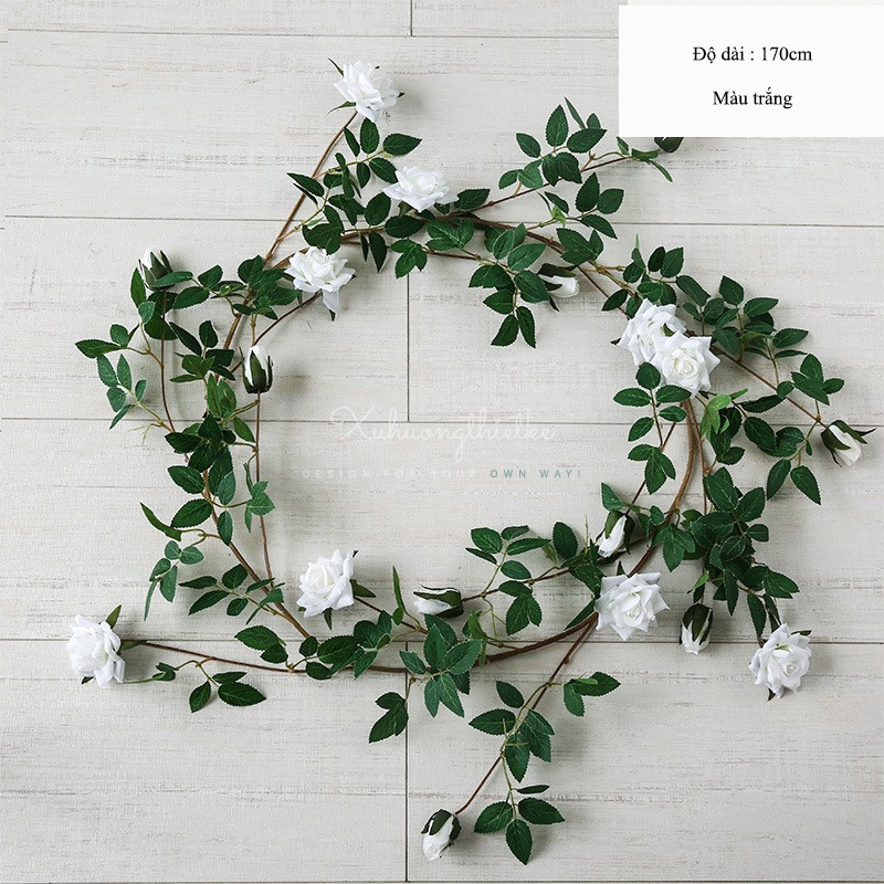 Dây hoa hồng leo trang trí