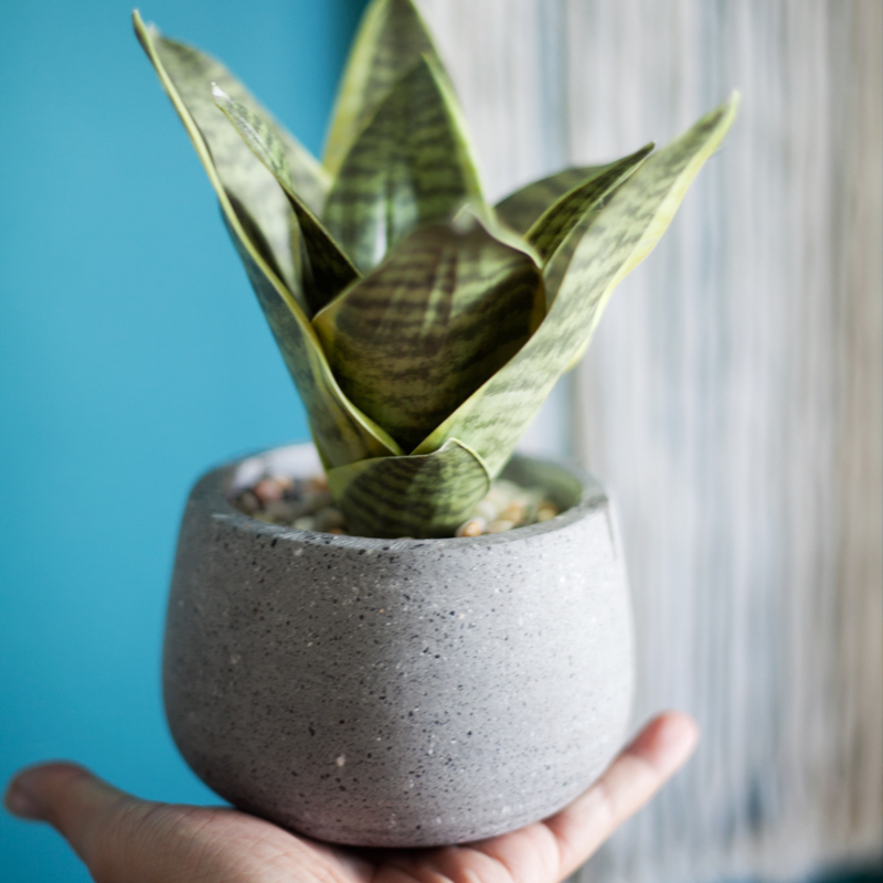 Chậu cây lưỡi hỗ mini để bàn