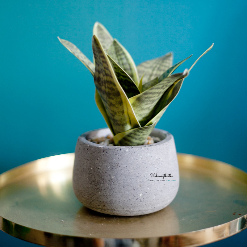 Chậu cây lưỡi hỗ mini để bàn