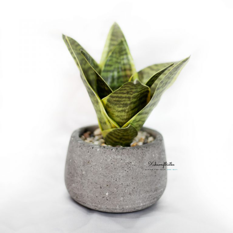 Chậu cây lưỡi hỗ mini để bàn