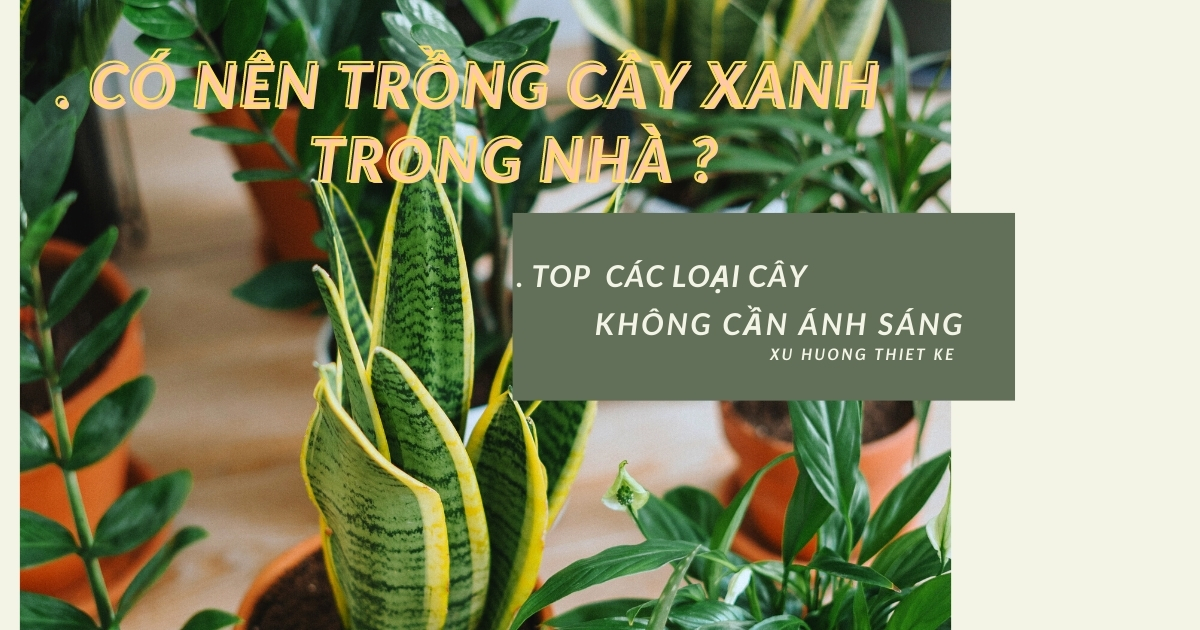 Có nên trồng cây xanh trong nhà, top các loại...