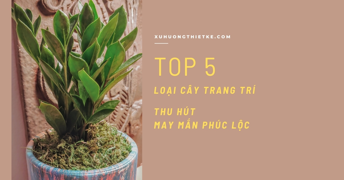 Top 5 loại cây trang trí thu hút may mắn...
