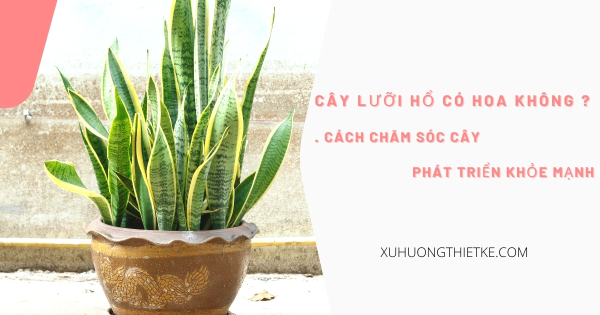 Cây lưỡi hổ có hoa không? Cách chăm sóc cây...