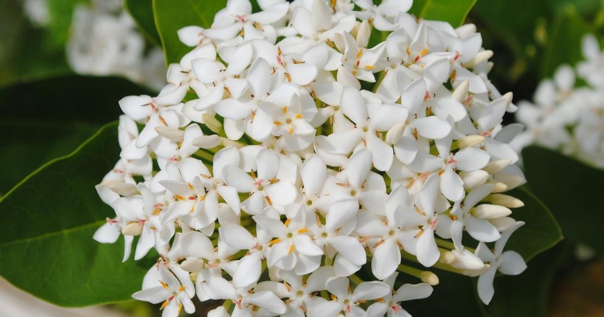 Hoa trang trắng cực hiếm vả khó trồng