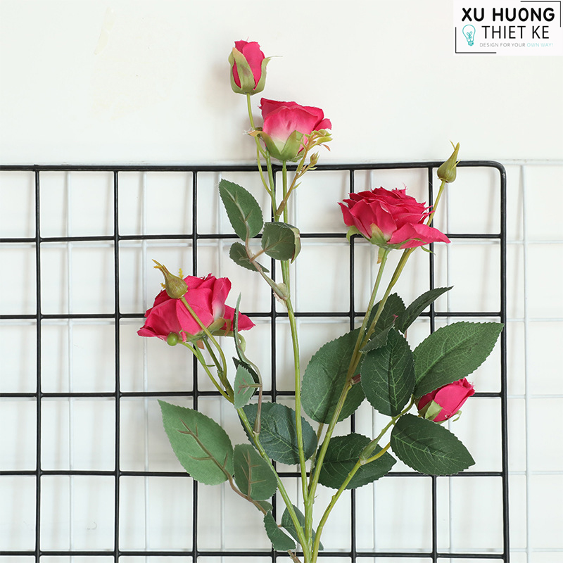 Hoa hồng leo giả