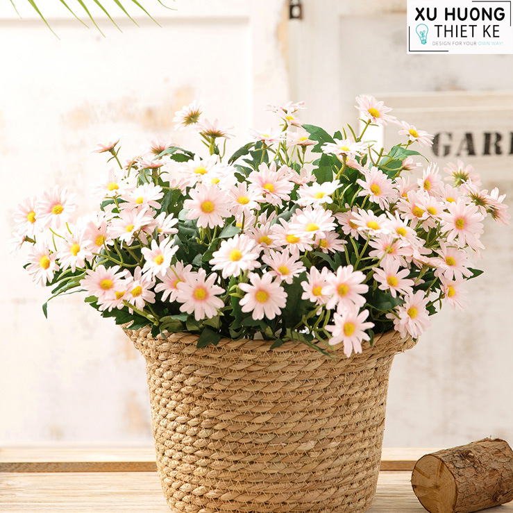 Hoa cúc họa mi (bụi)