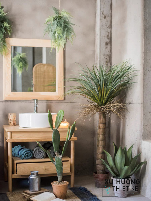 Cây cọ cảnh nhật