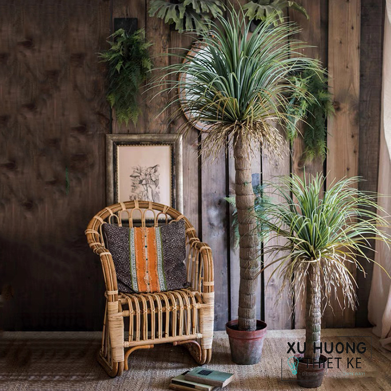 Cây cọ cảnh nhật