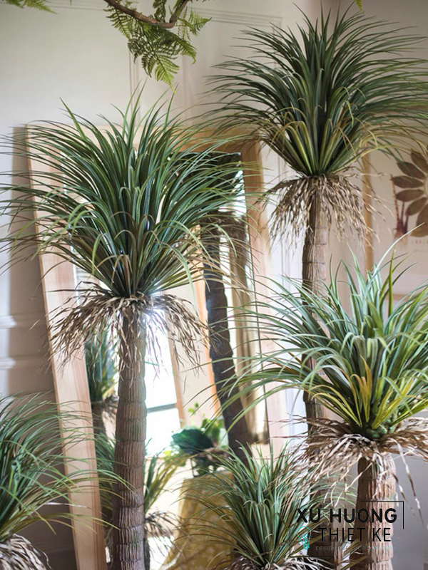 Cây cọ cảnh nhật