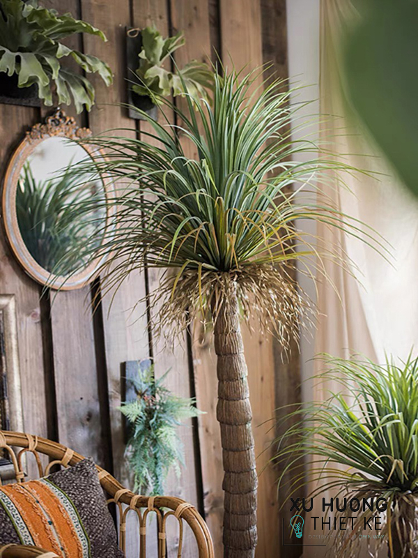 Cây cọ cảnh nhật