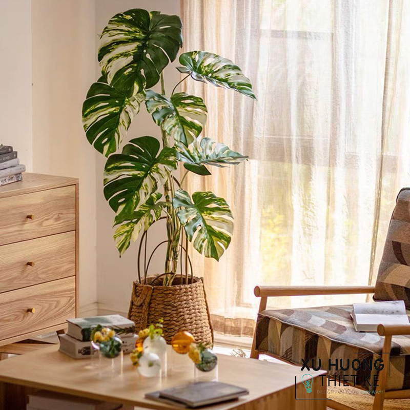 Cây Monstera đột biến