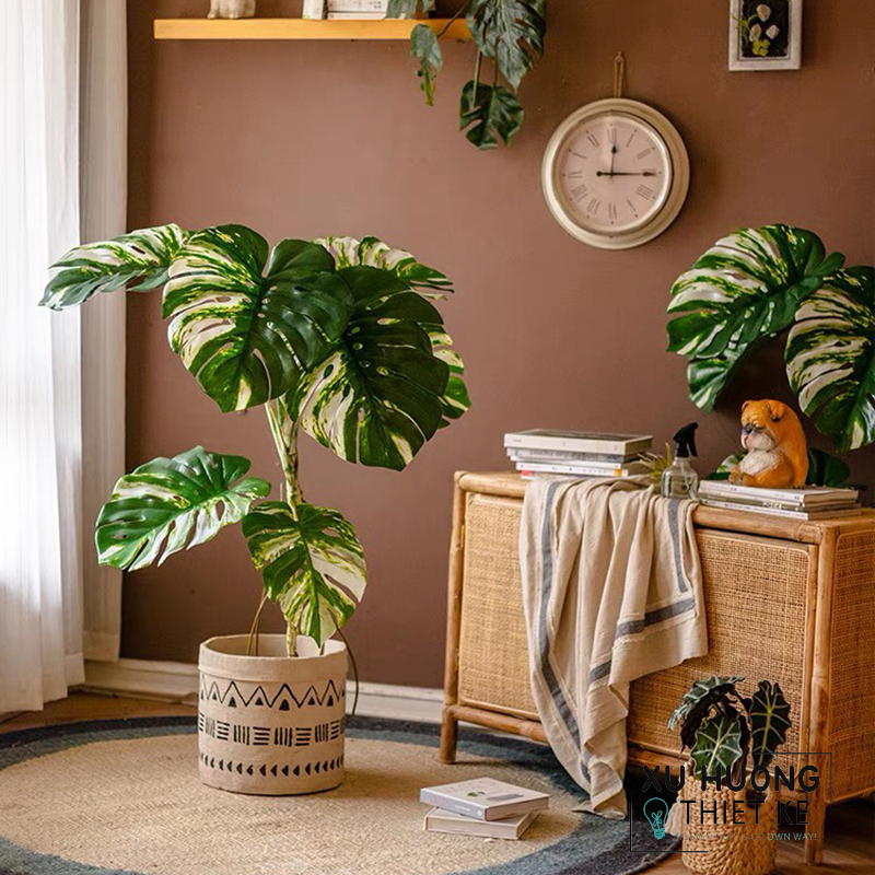 Cây Monstera đột biến