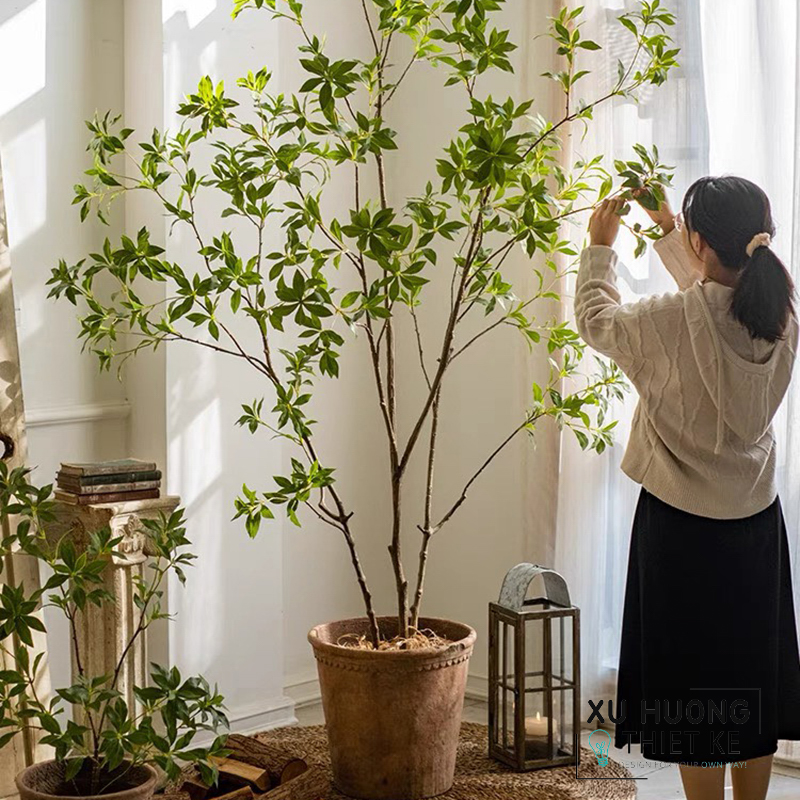 Cây cảnh trang trí phòng làm việc