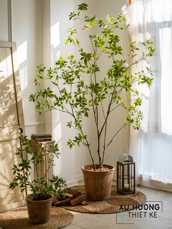 Cây nhựa trang trí trong nhà