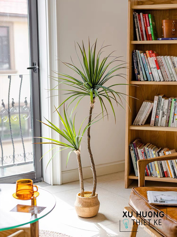 Cây Phất Dụ mảnh giả