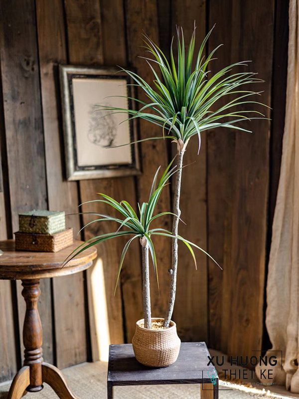 Cây Phất Dụ mảnh giả