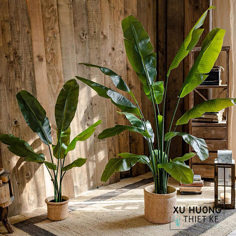 Cây chuối rẻ quạt giả trang trí trong nhà