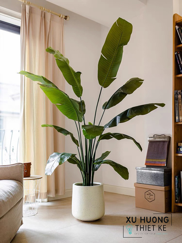 Cây chuối rẽ quạt giả trang trí