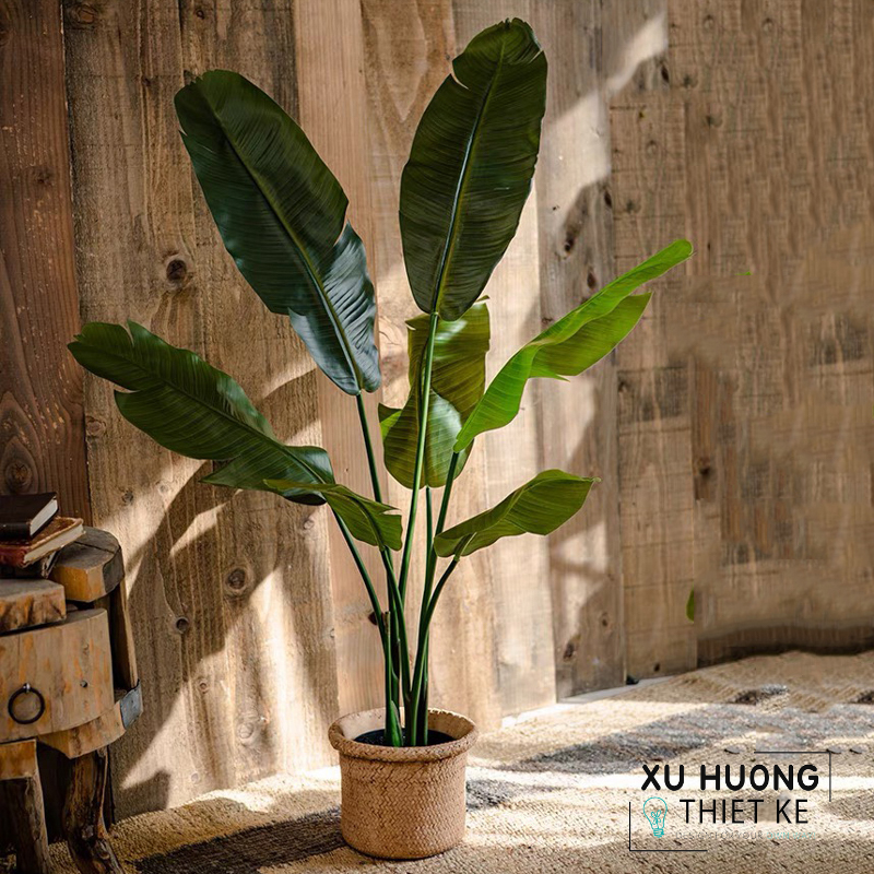 Cây chuối rẽ quạt giả trang trí