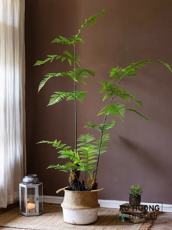 Cây dương xỉ cỏ dài trang trí nhà cửa