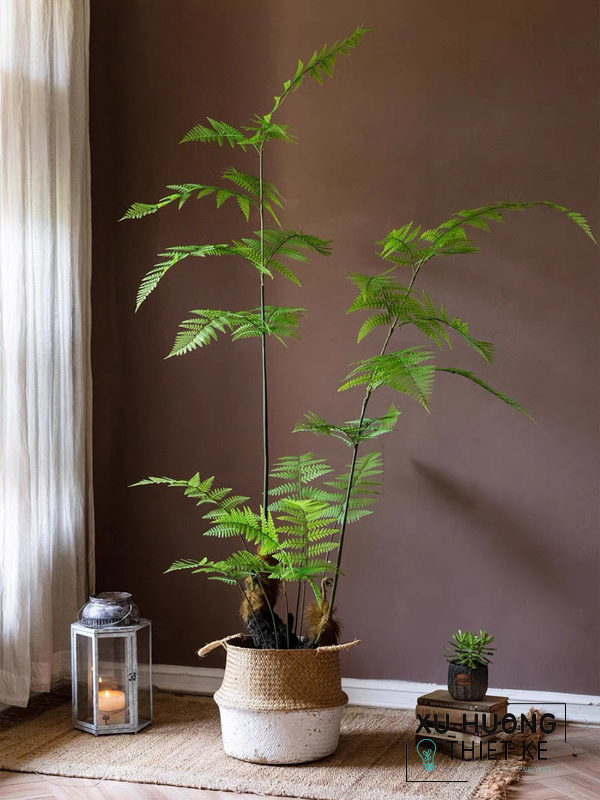 Cây dương xỉ cỏ dài trang trí nhà cửa