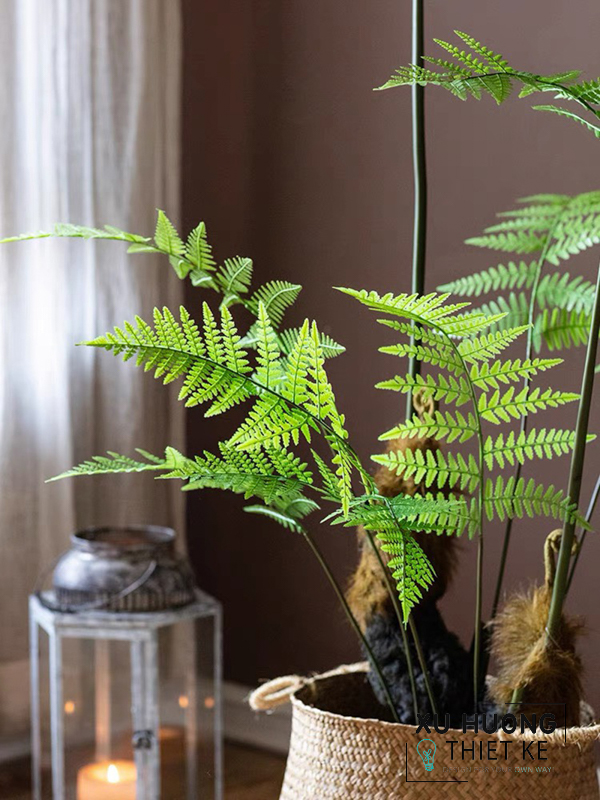 Cây dương xỉ cỏ dài trang trí nhà cửa